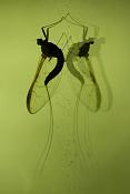 haft (ephemeroptera sp)